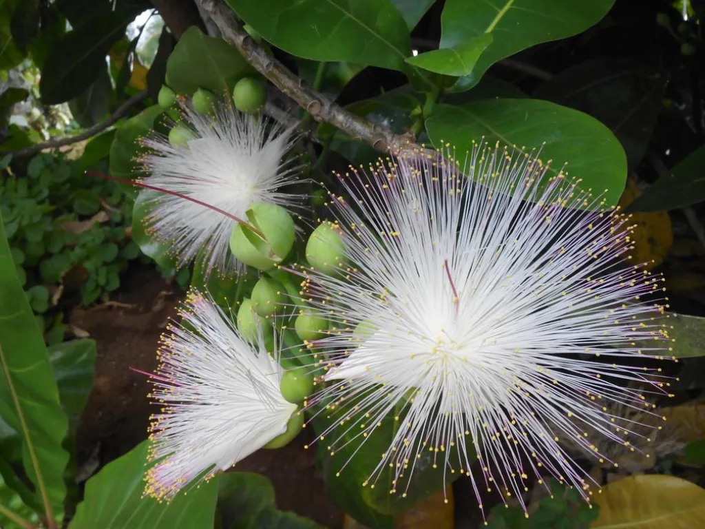 Palmetum Santa Cruz