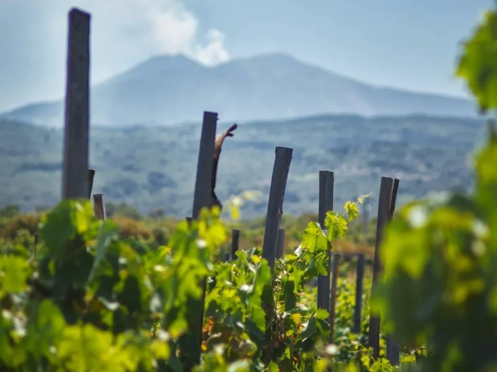 The First Wine Tour