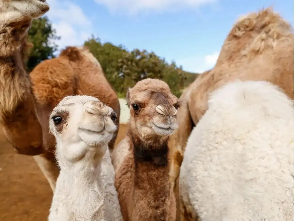Camel Park