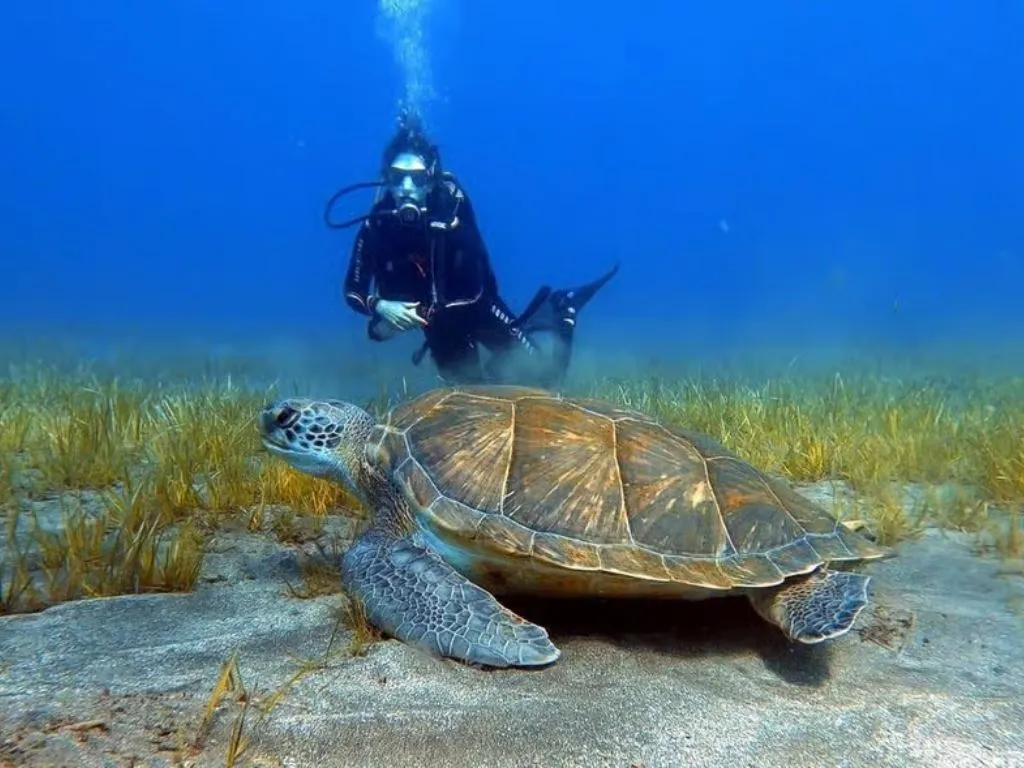 Scubadivepro Tenerife